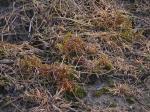 RedMoss.jpg