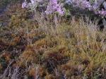 MoreRedMoss.jpg