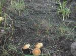 EvenMoreShrooms.jpg