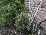 YellowRoses.jpg
