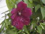 Clematis.jpg