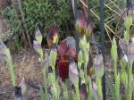 MoreIrises.jpg