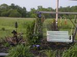 SwingClematis.jpg