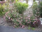 PinkCreepingRoses.jpg