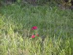 WildFlowers.jpg