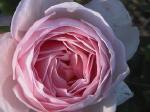 PINK.jpg