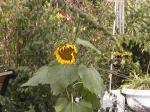 sunflower.jpg