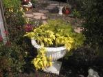 PrettyYellow.jpg