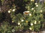 MiniBirdBath.jpg