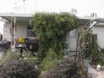 BigSnowyClematis.jpg