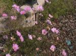 Flowers.jpg