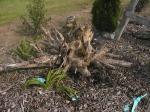Root.jpg