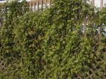 MorningGlories1.jpg