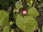 MorningGlories3.jpg