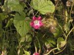 MorningGlories4.jpg