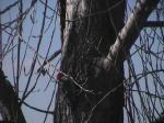 Woodpecker.jpg
