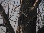 Woodpecker2.jpg