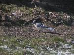 Bluejay.jpg