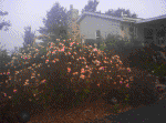 20060720001.jpg