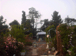 20060720005.jpg