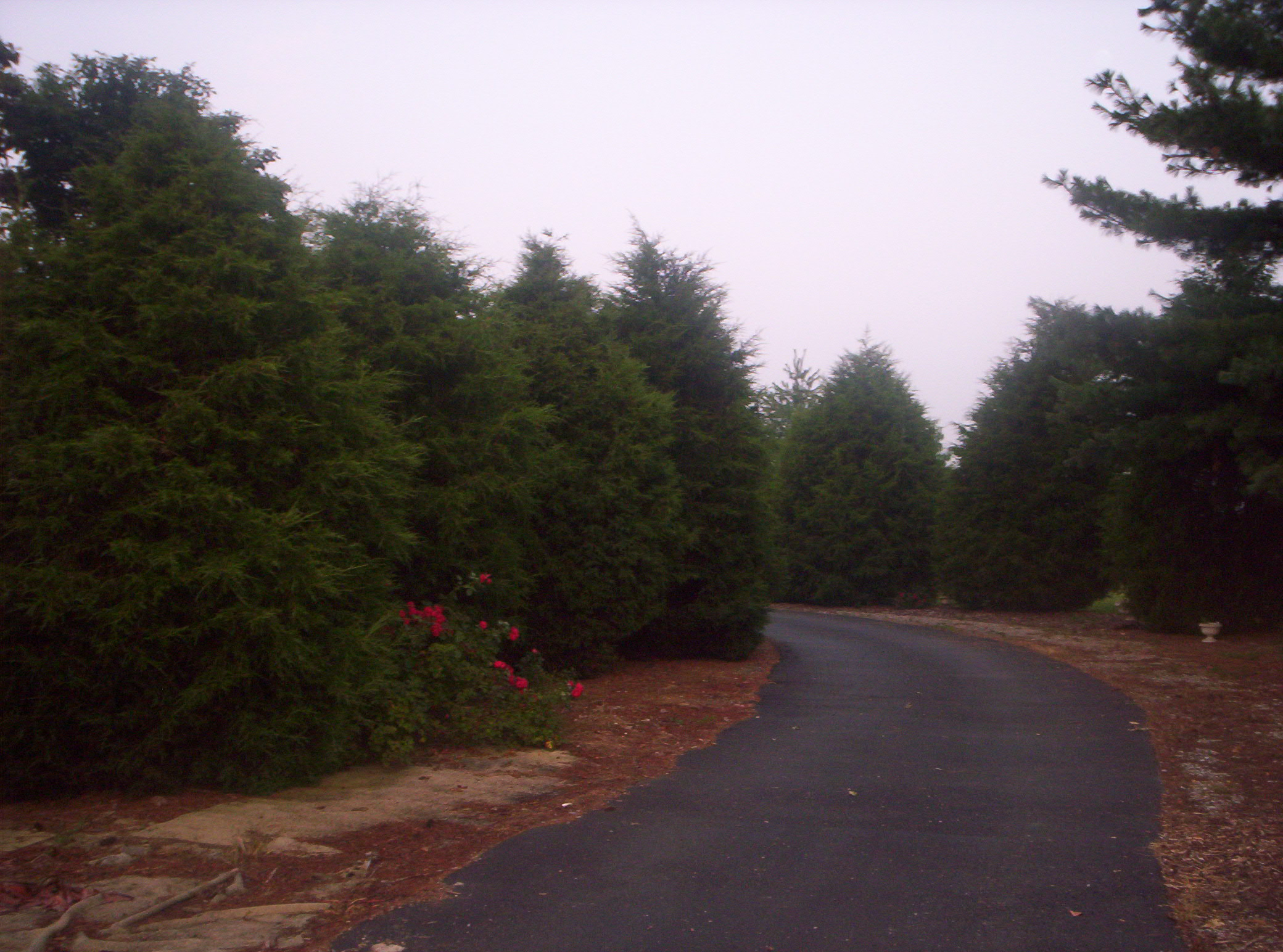 20060720003.jpg