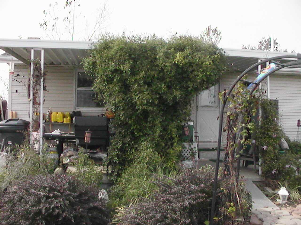 BigSnowyClematis.jpg