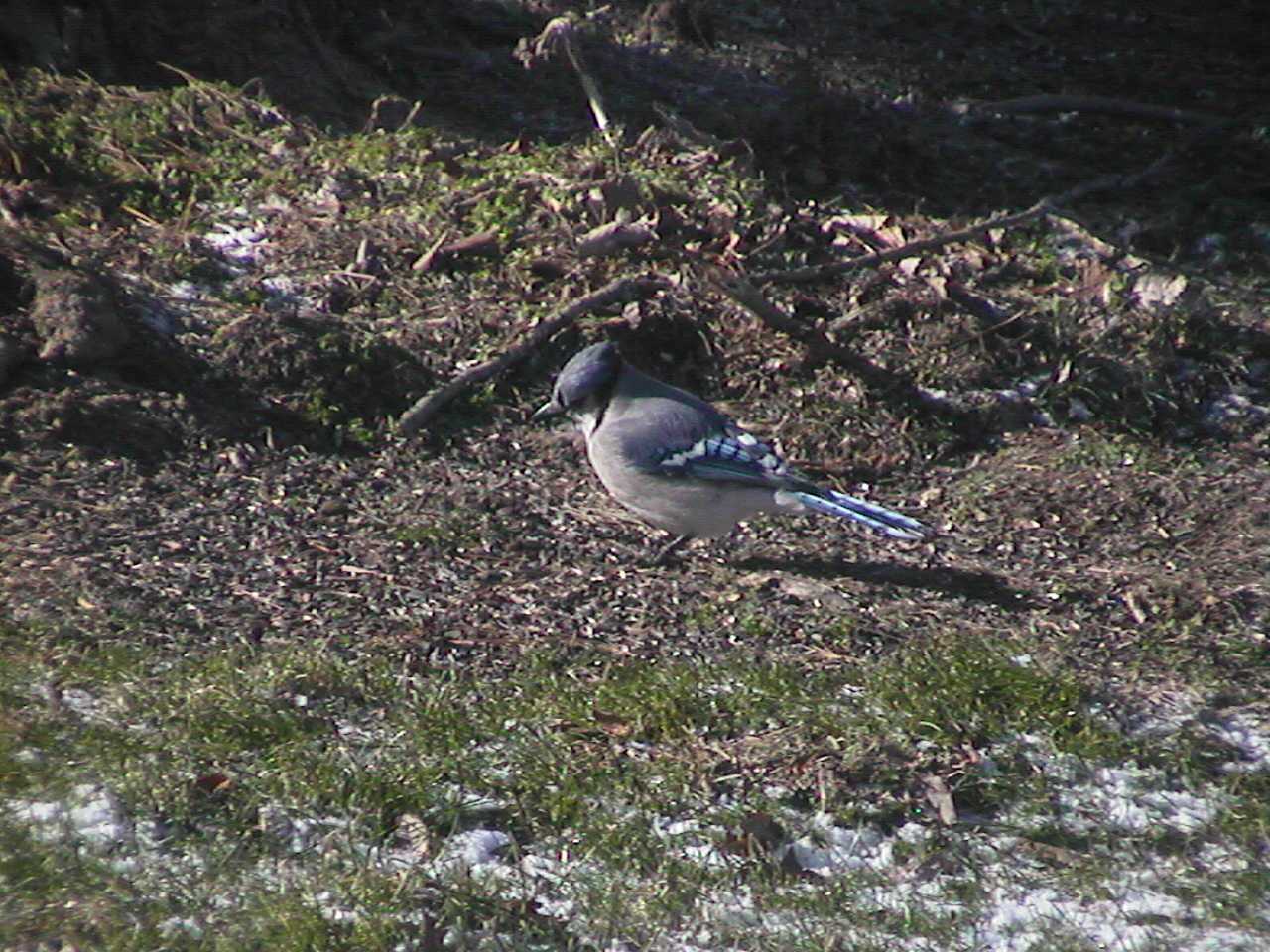 Bluejay.jpg