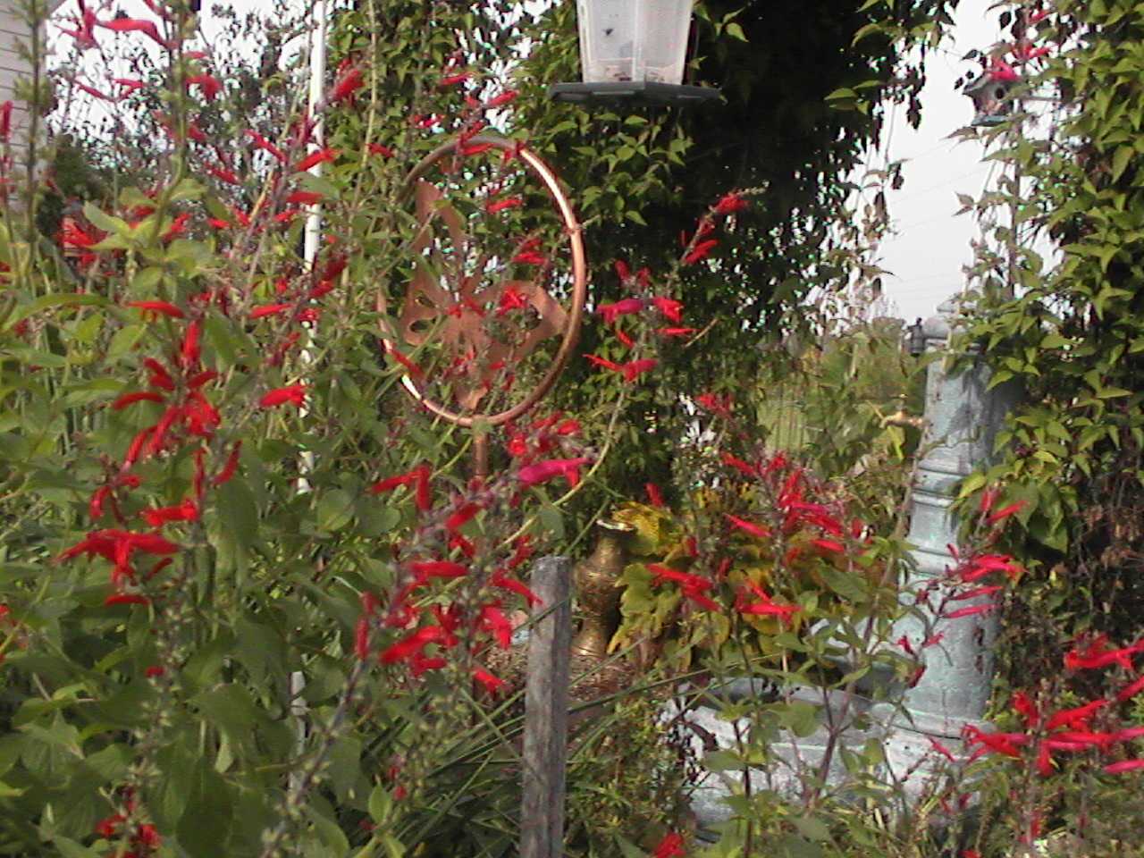 ButterflySprinkler.jpg