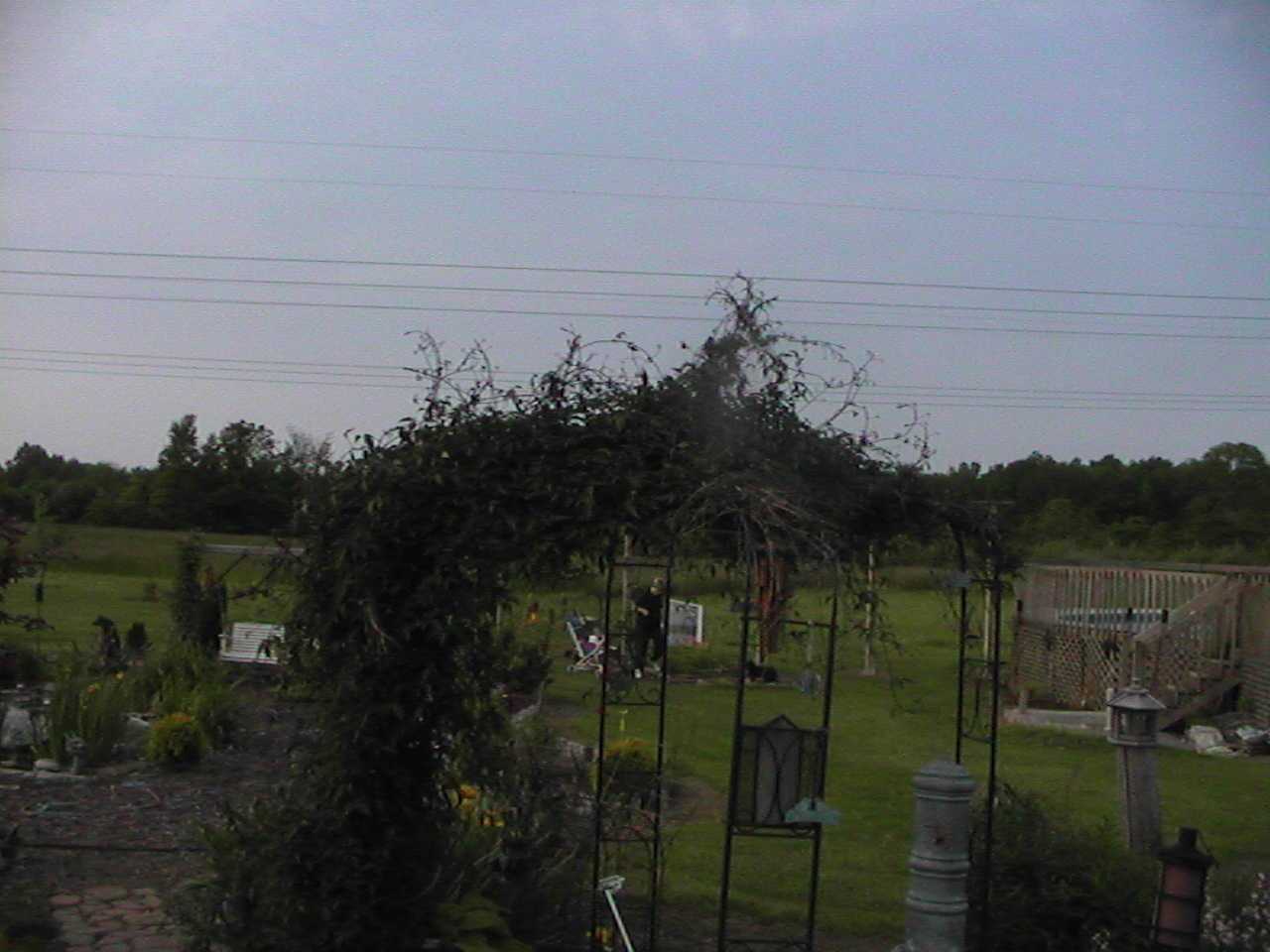 ClematisGazebo.jpg