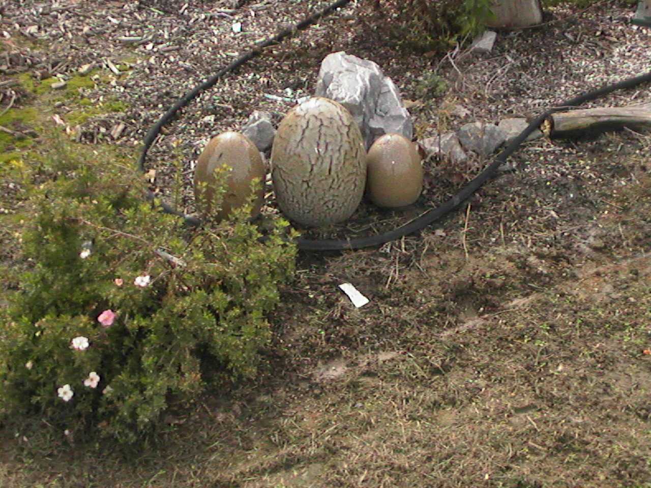 Eggs.jpg