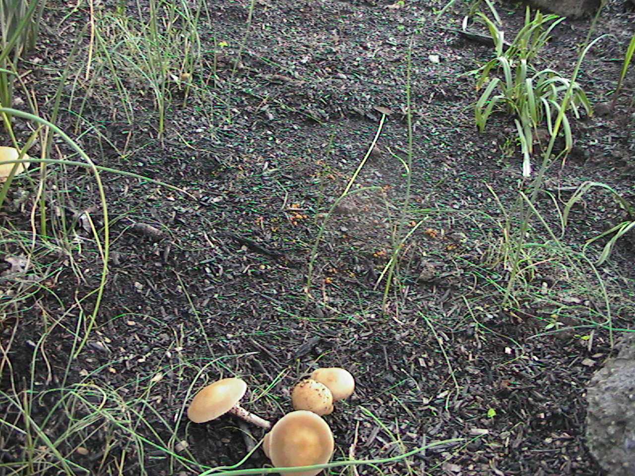 EvenMoreShrooms.jpg