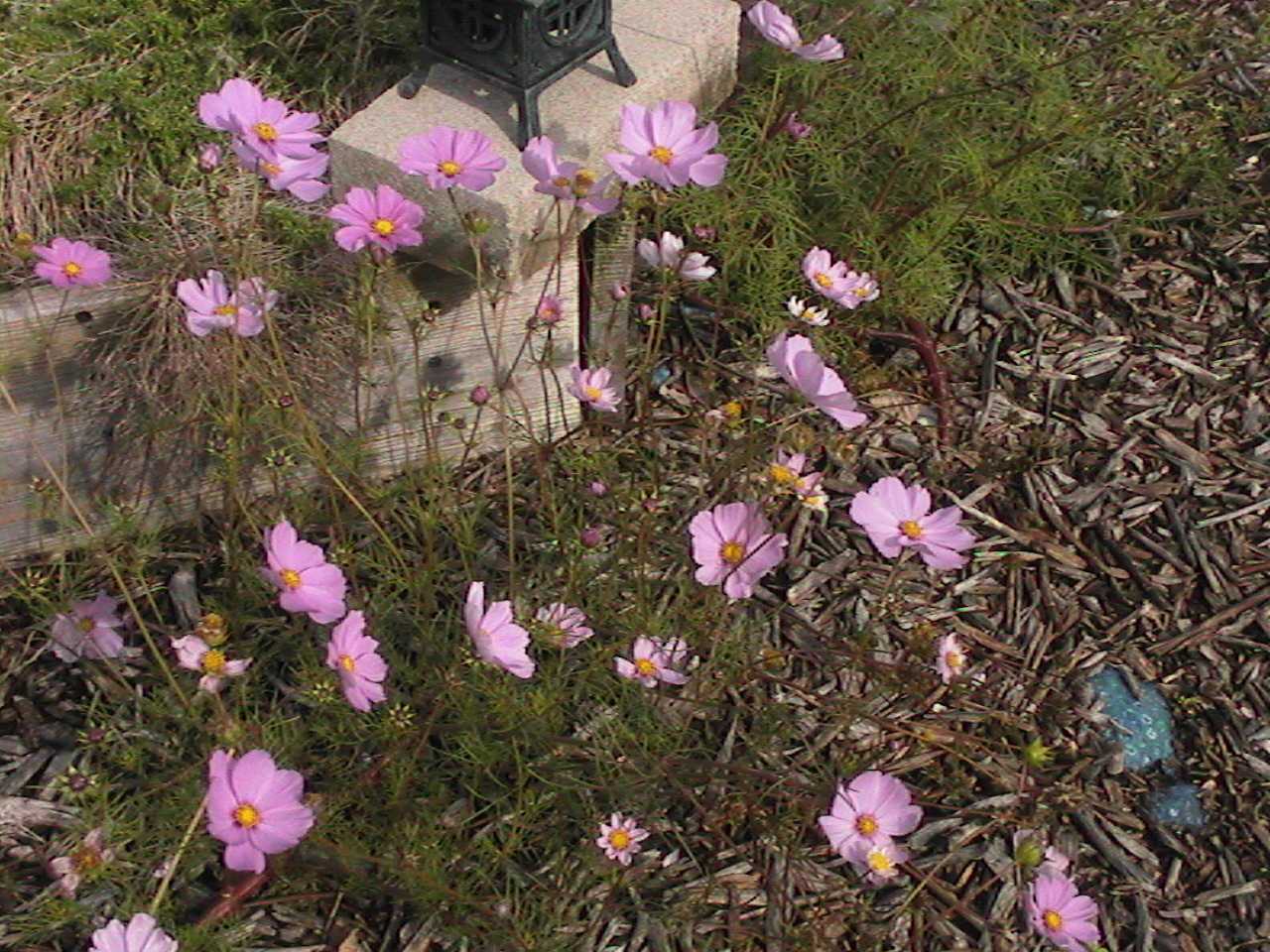 Flowers.jpg