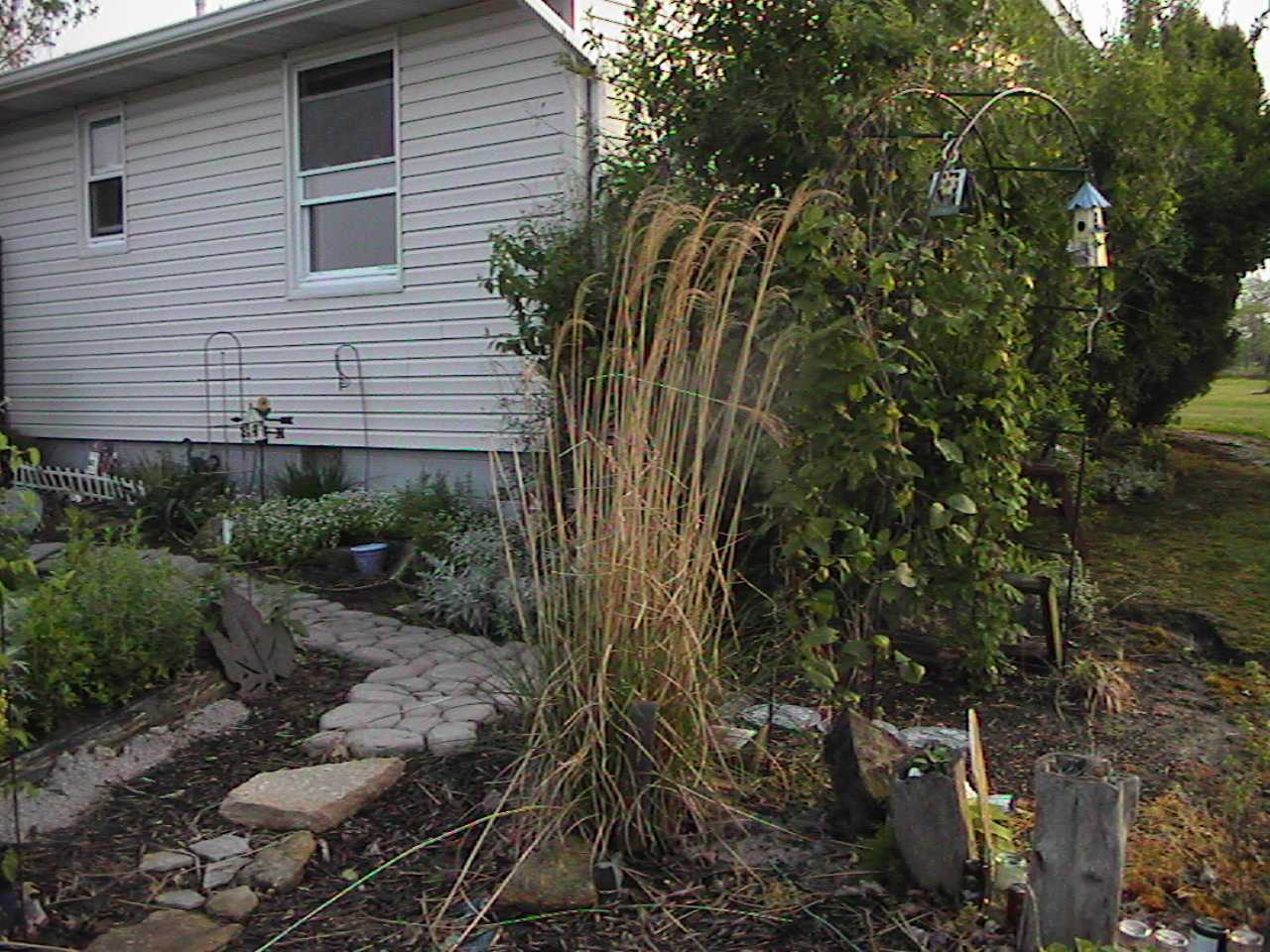 Grass.jpg