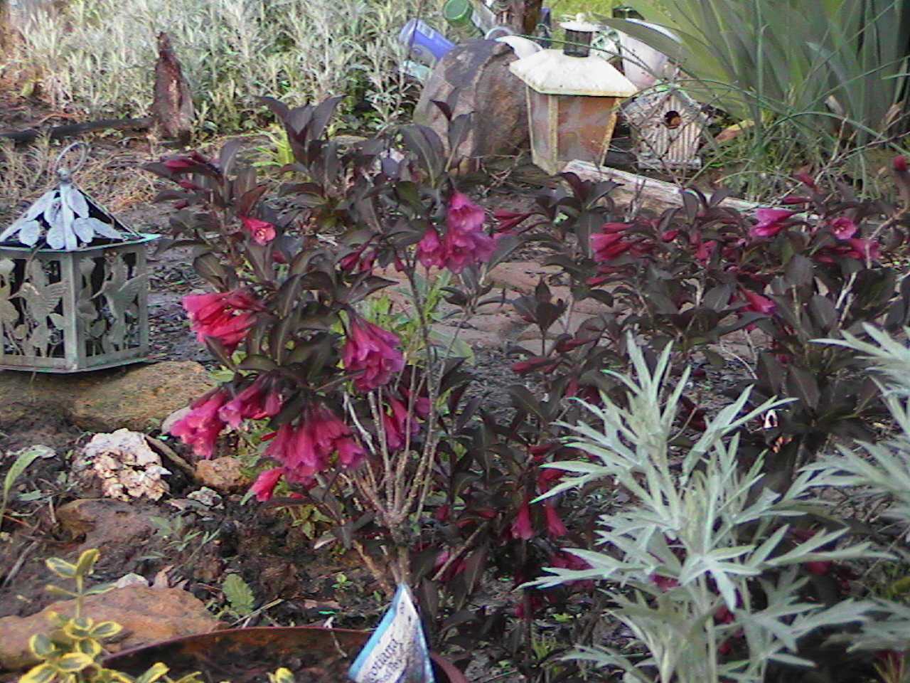 Hpnx0033.jpg