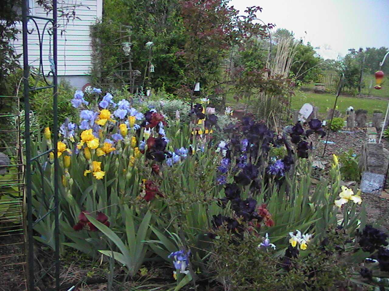 IrisesinFullBloom.jpg