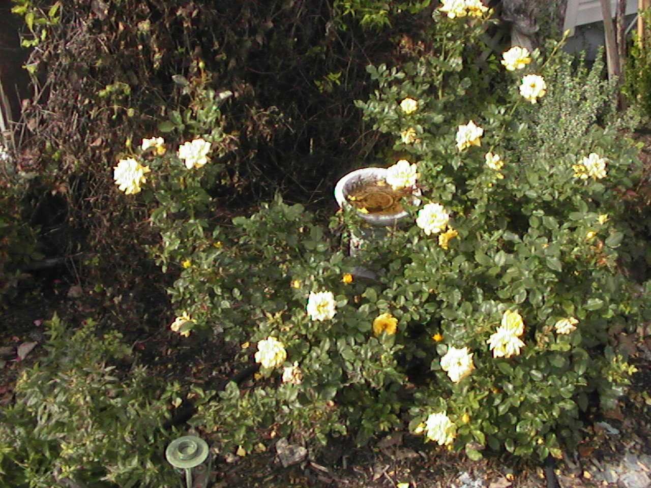MiniBirdBath.jpg