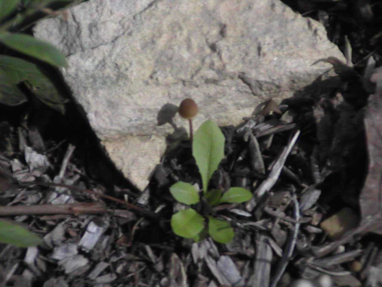 MiniShroom.jpg