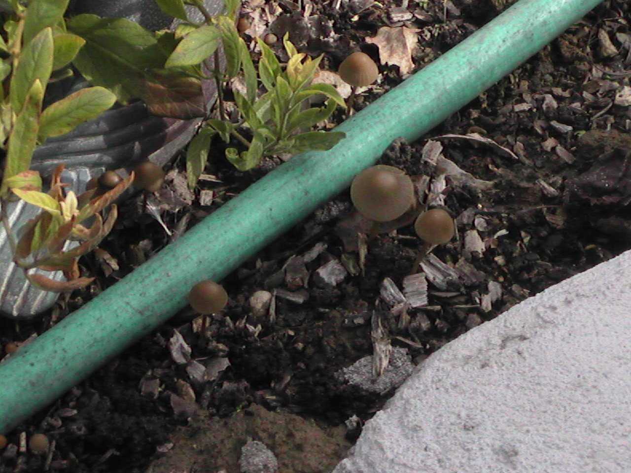 MoreMinShrooms.jpg