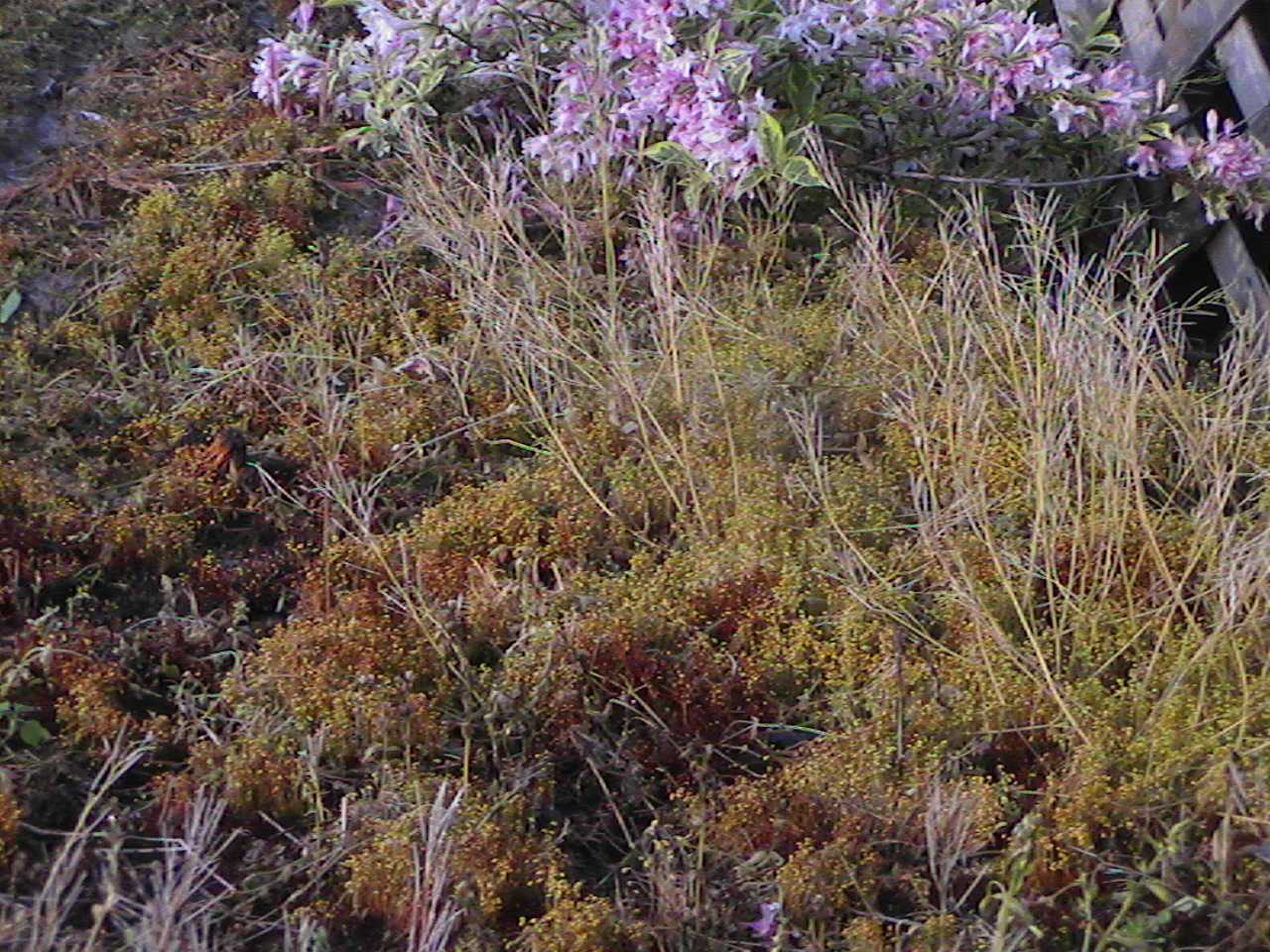 MoreRedMoss.jpg