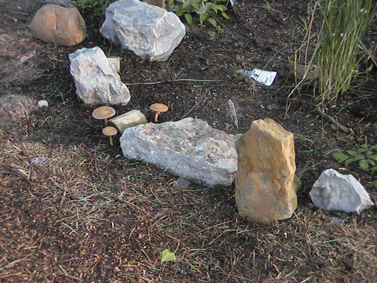 MoreShrooms.jpg