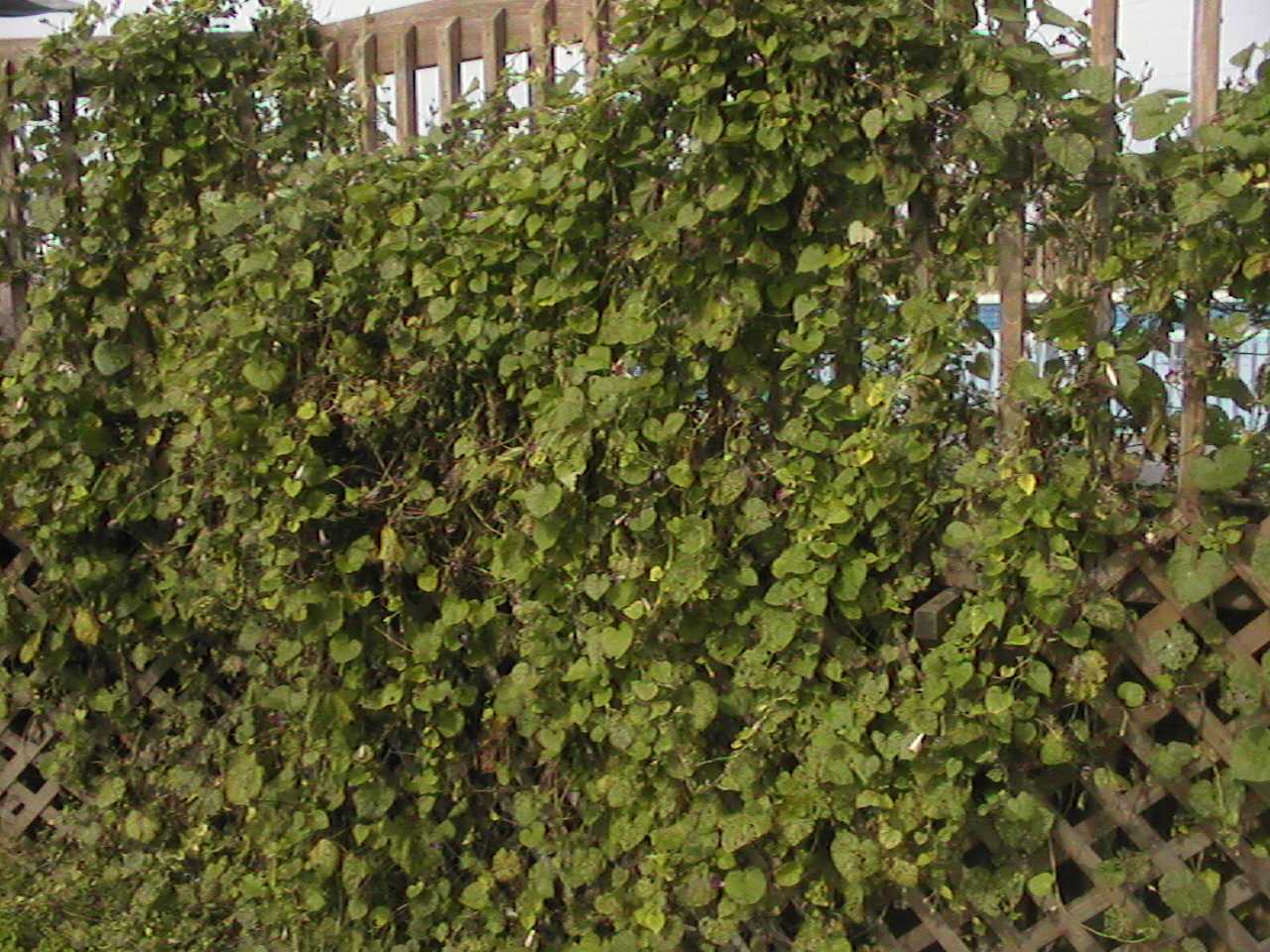 MorningGlories1.jpg