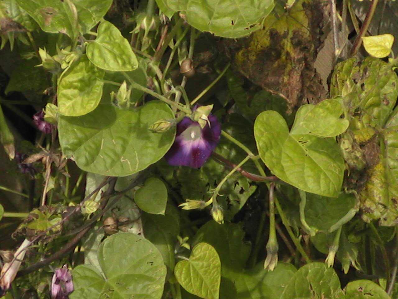 MorningGlories2.jpg