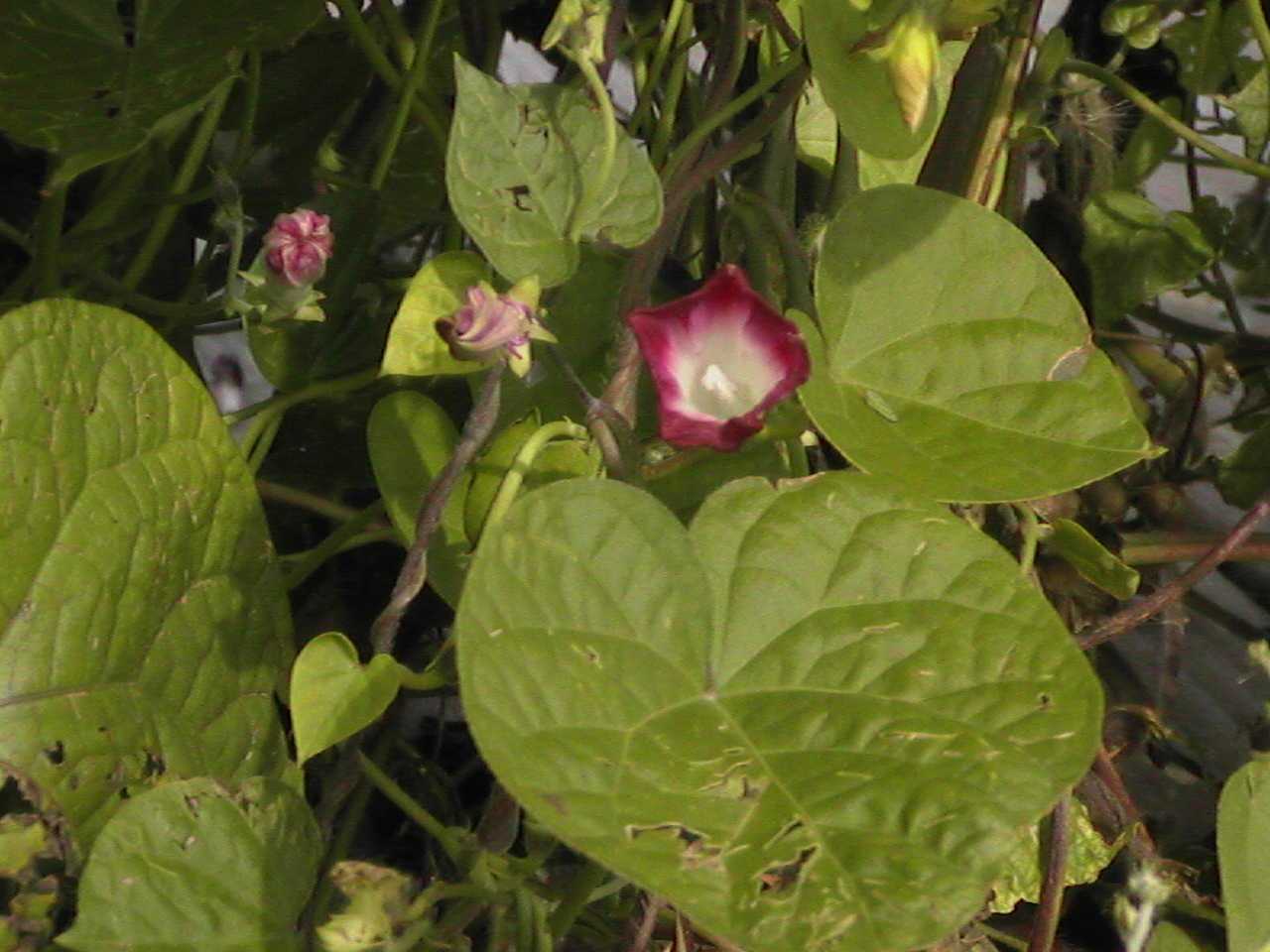 MorningGlories3.jpg