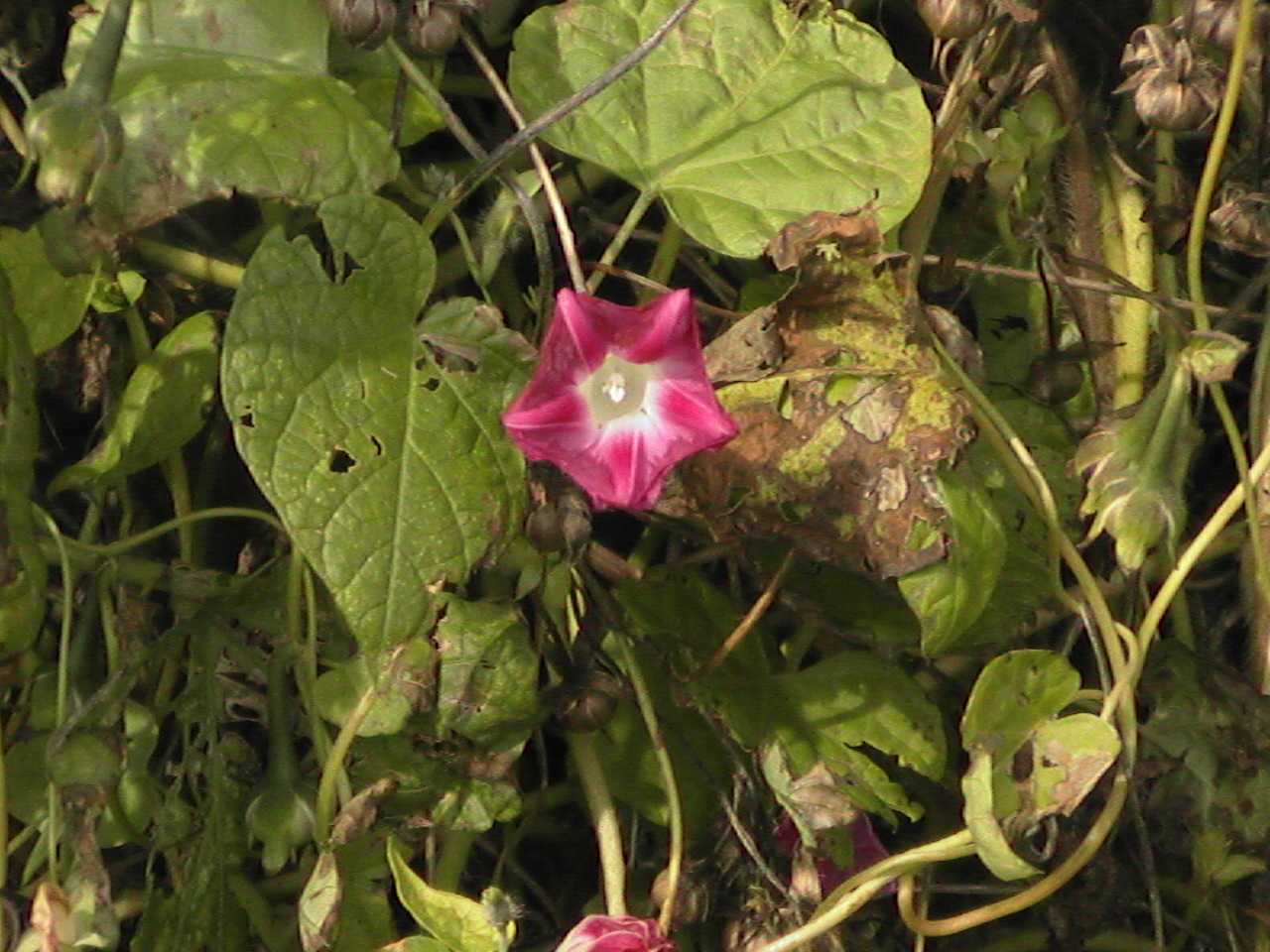 MorningGlories4.jpg