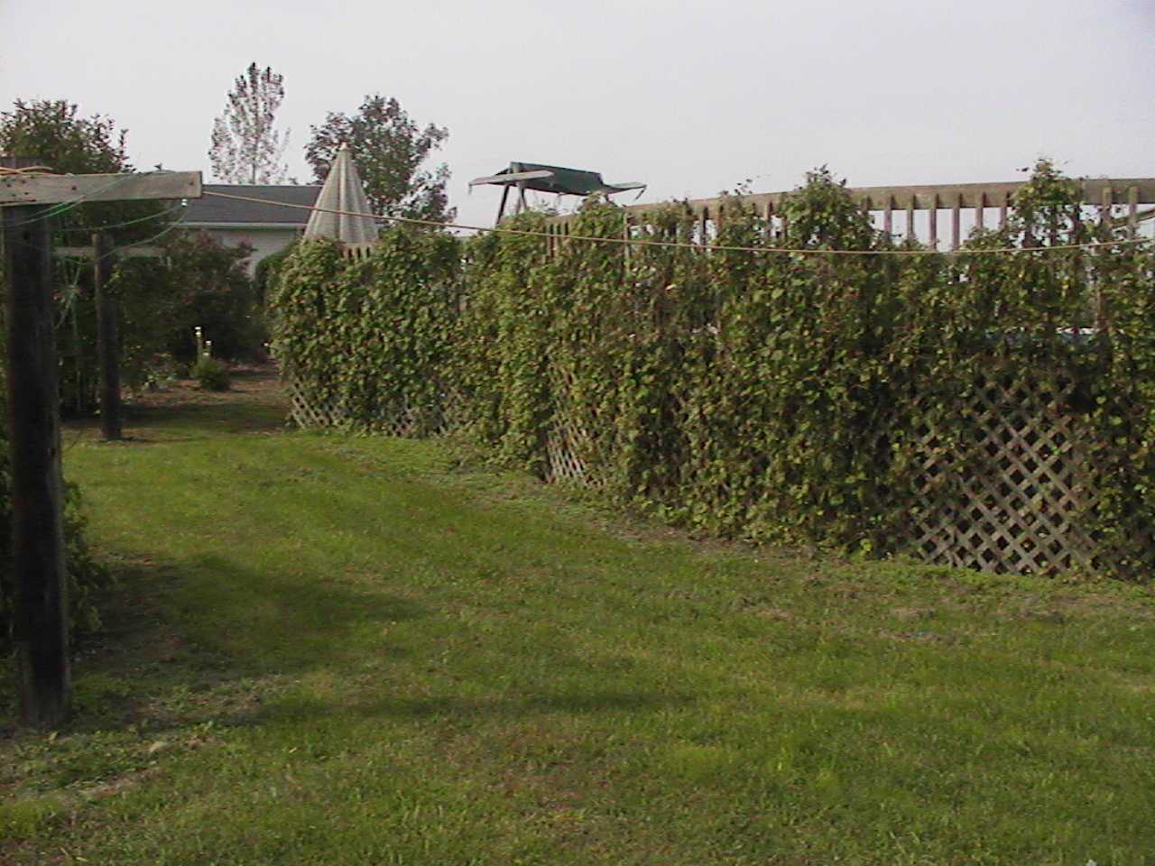 MorningGlories5.jpg