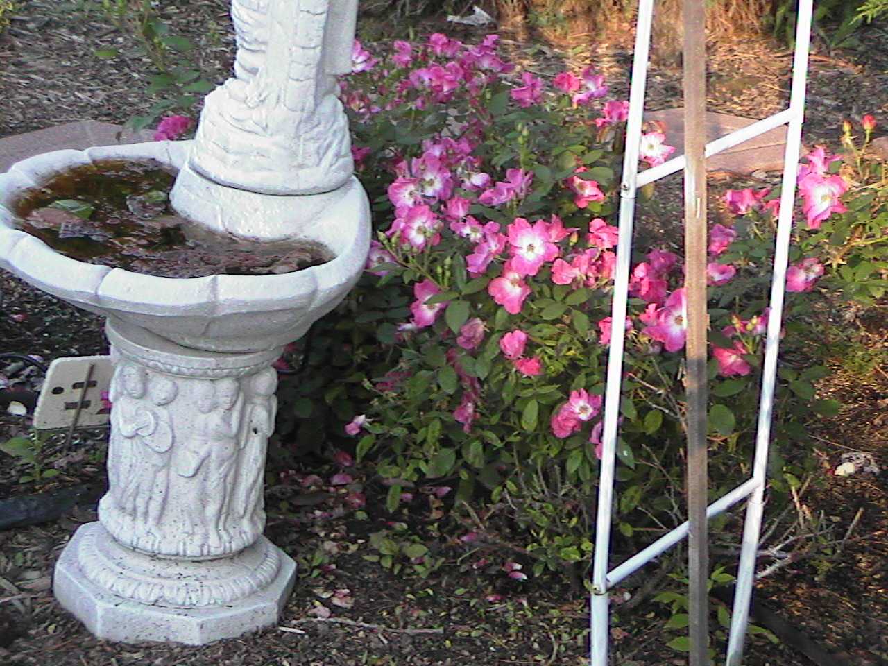 PinkBushRose.jpg