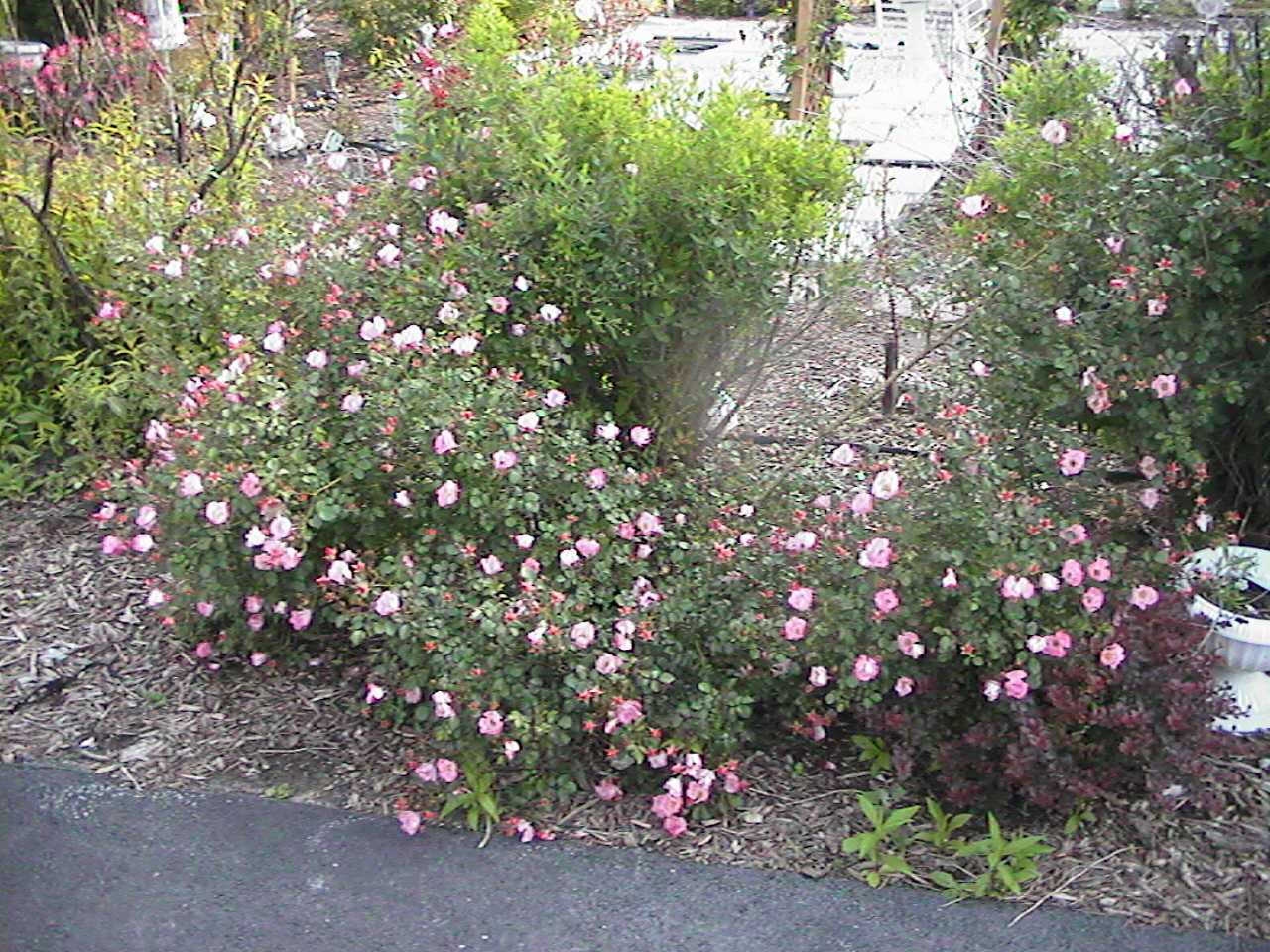 PinkCreepingRoses.jpg