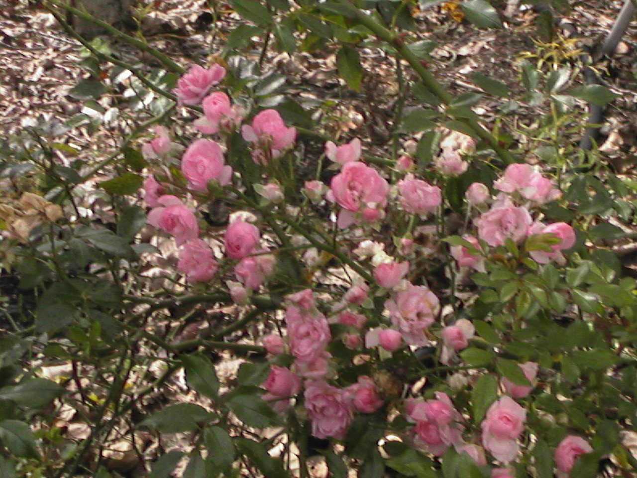 Pinks.jpg