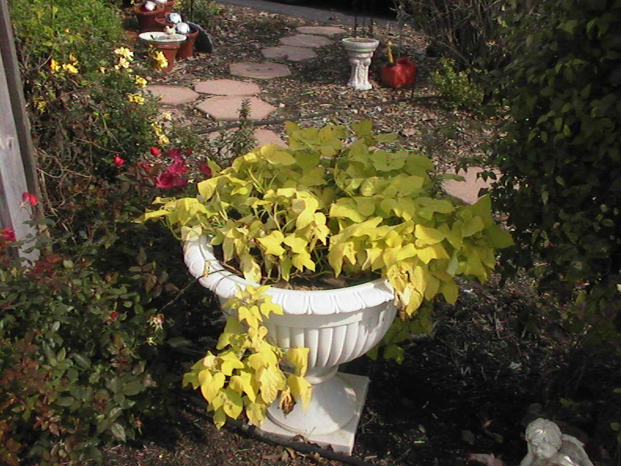 PrettyYellow.jpg