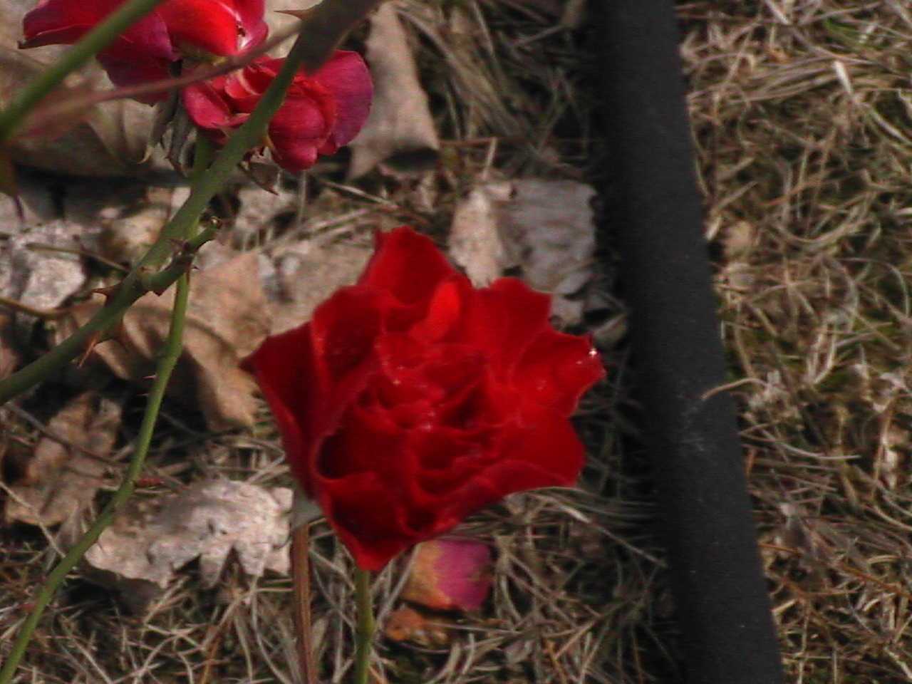Red.jpg